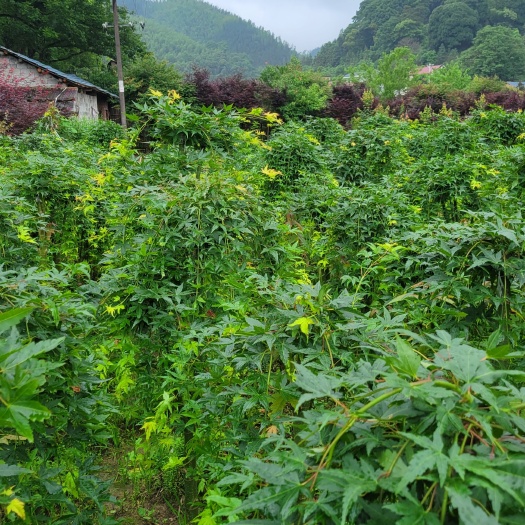 全州县流泉枫树，垂枝，跟柳树帮枝条，春，夏绿色，秋节，红叶似火