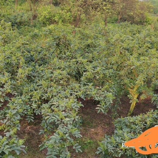 重庆市重庆江津九叶青青花椒，家有百亩种植，