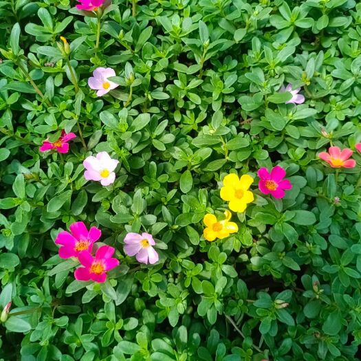 青州市太阳花 优质容器苗 绿化用苗 多色太阳花 需要的老板多多关照