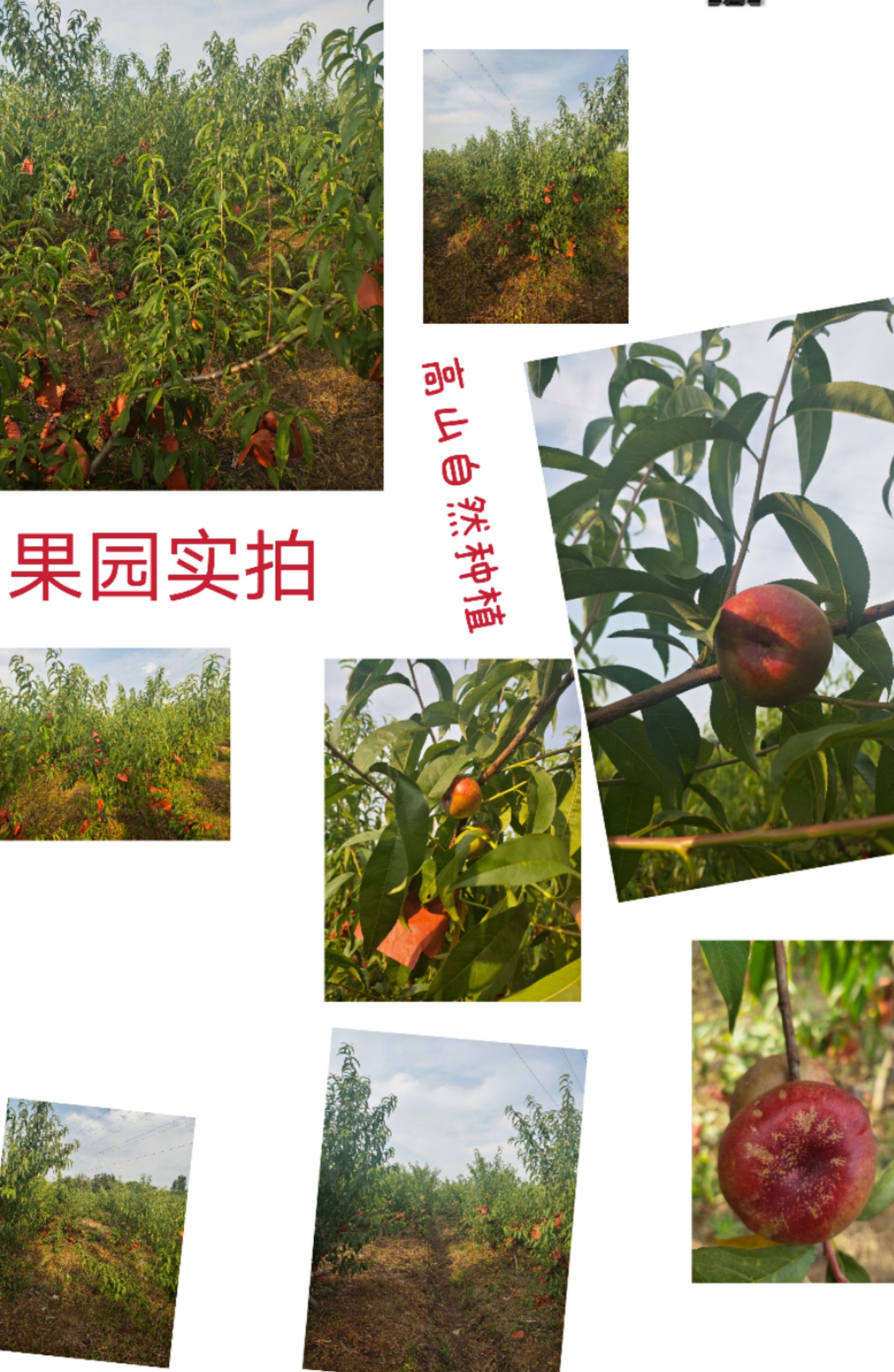 现摘精品油蟠桃预售   量大可批发