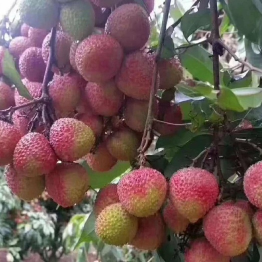 灵山县广西灵山荔枝妃子笑上市了，产地直供，货源充足！