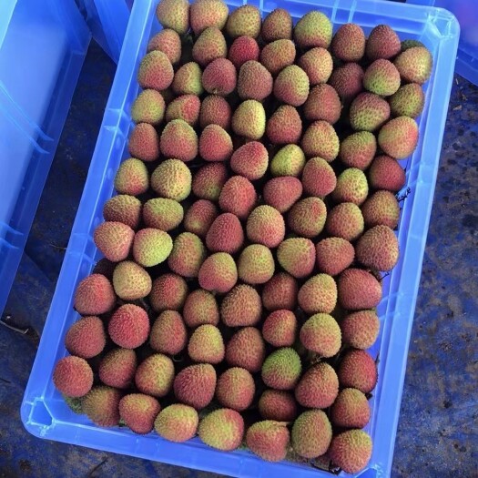 廉江市每天两辆九米六的量 妃子笑合作社基地