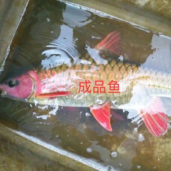 南宁青竹鱼苗青鱼苗倒刺鲃鲃苗鱼场直销品种优良