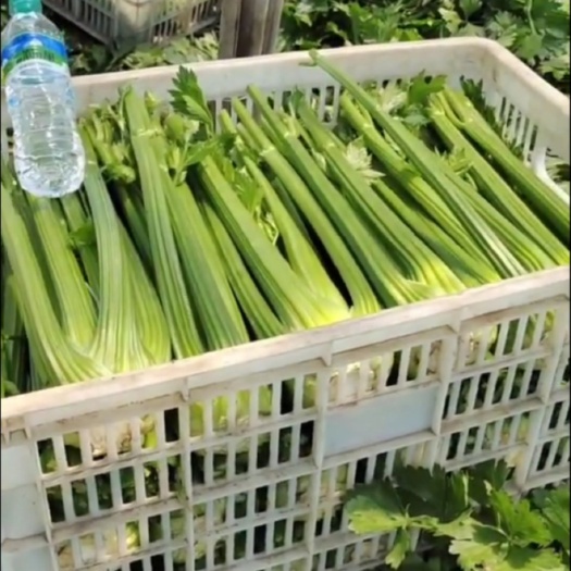 康保县芹菜 康保县芹菜 西芹