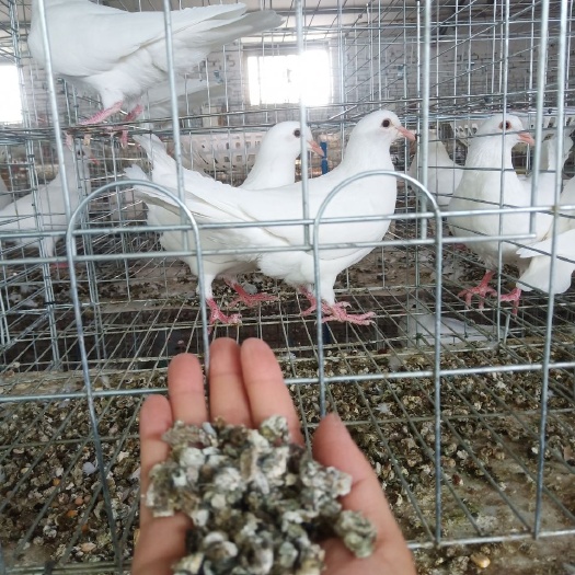 广东鸽子粪有货基地直发质量保证诚信经营量大从优有需要提前联系