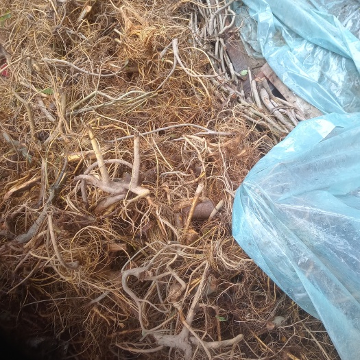 连南县牛奶树根
