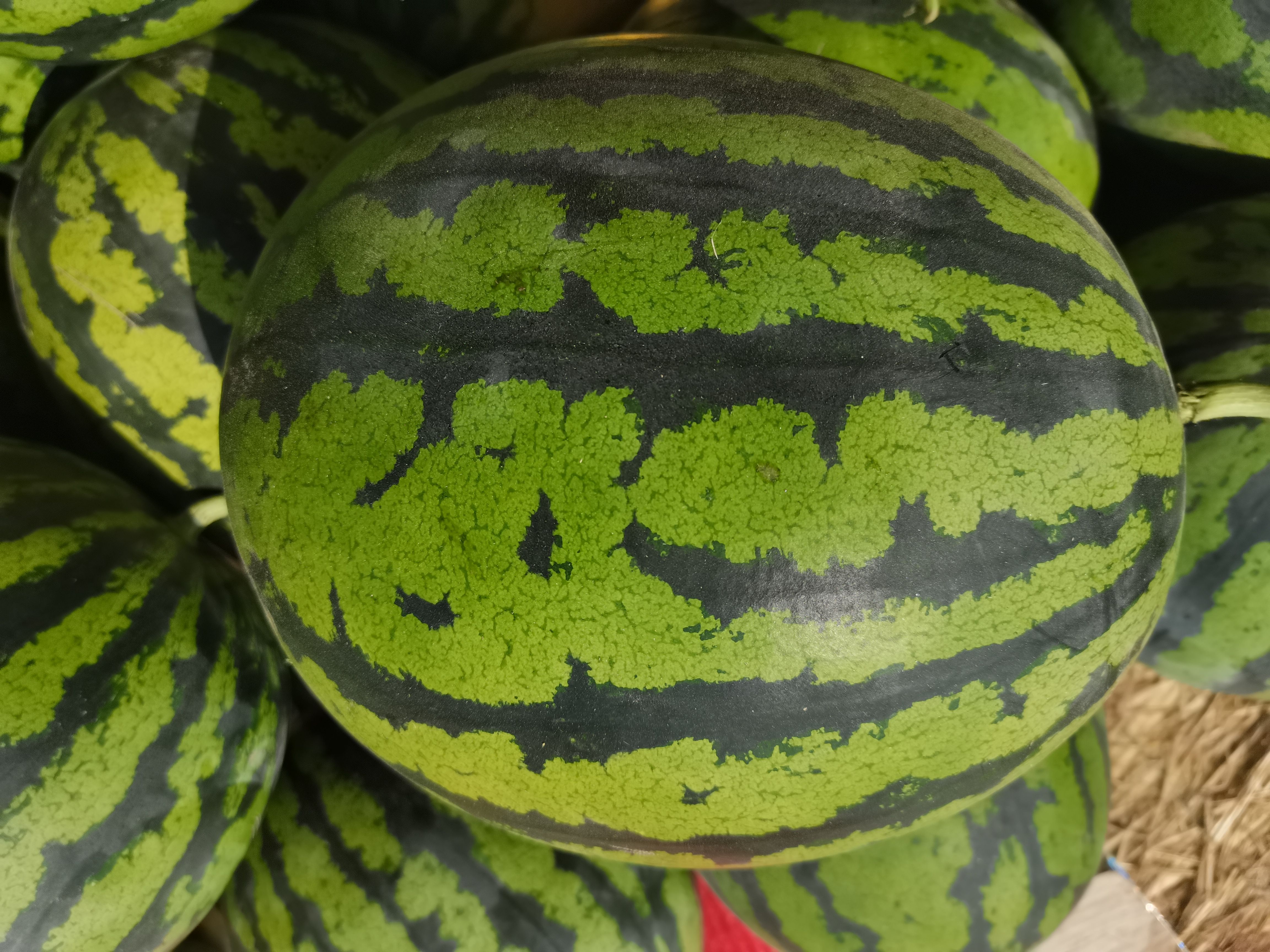 甜王西瓜 甜王 市场货 电商货
