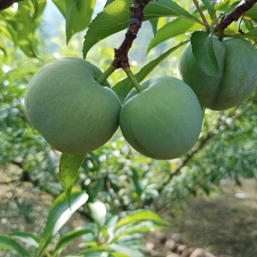 镇宁县蜂糖李