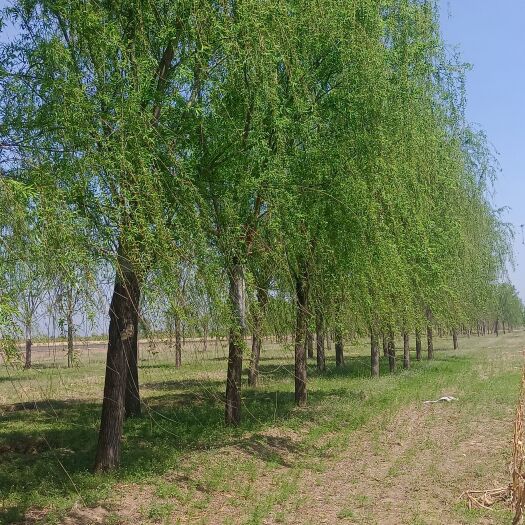 济南西湖垂柳基地。西湖垂柳，都是移栽年，成活率高