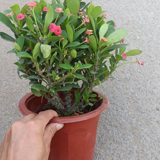 青州市虎刺梅，怕高温，较耐旱，不耐寒，盆栽观赏，绿化工程。