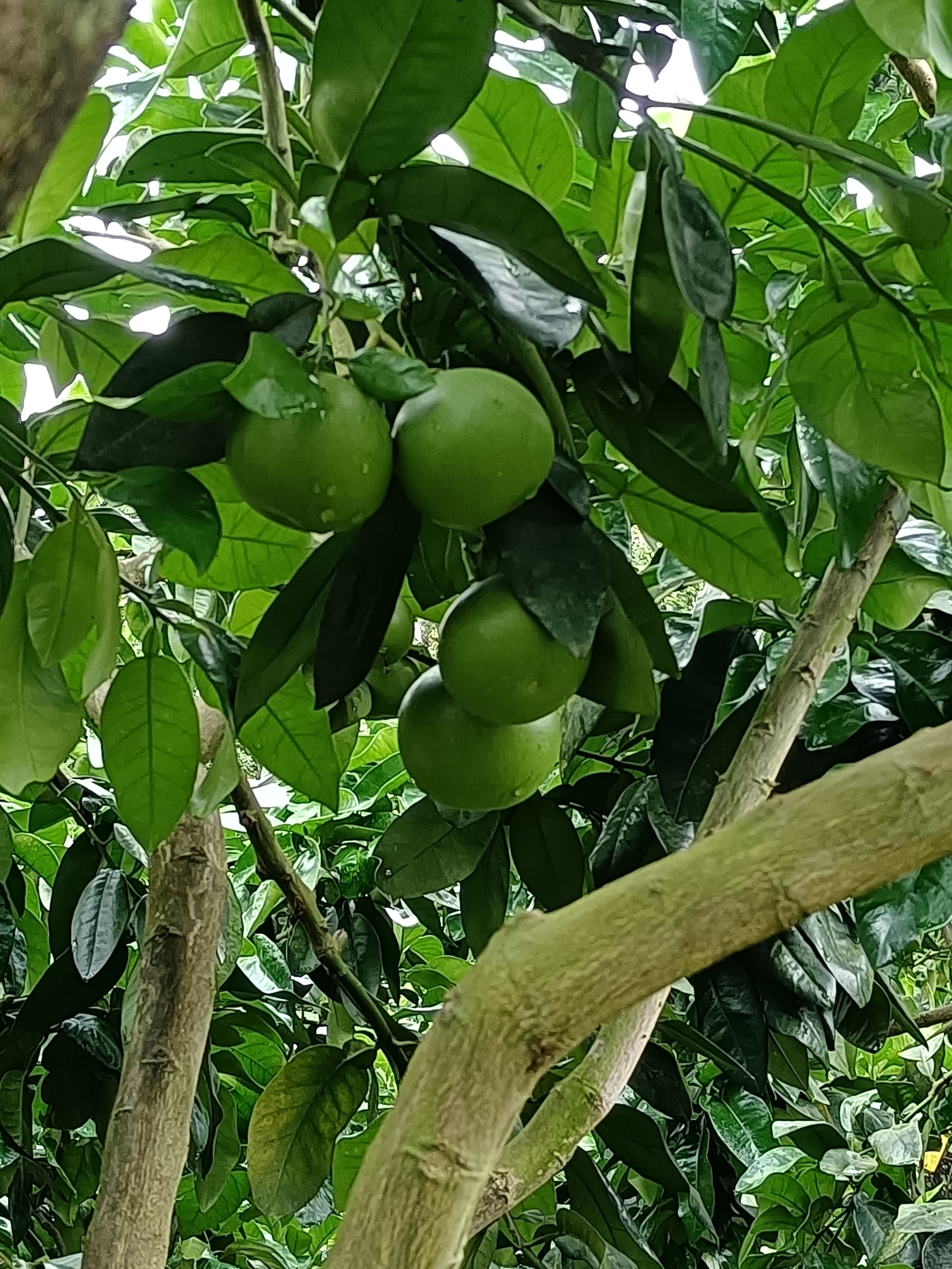 三红蜜柚