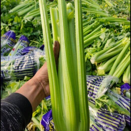 沽源县芹菜 沽源县芹菜 西芹