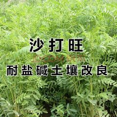 沙打旺种子
