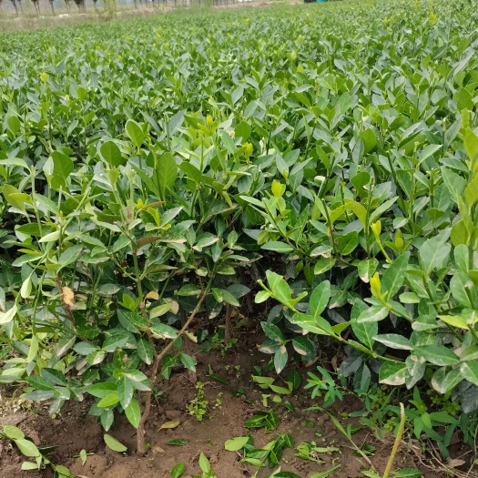 平邑县常年出售，爬山虎子苗（爬墙虎子苗）各种绿化苗木