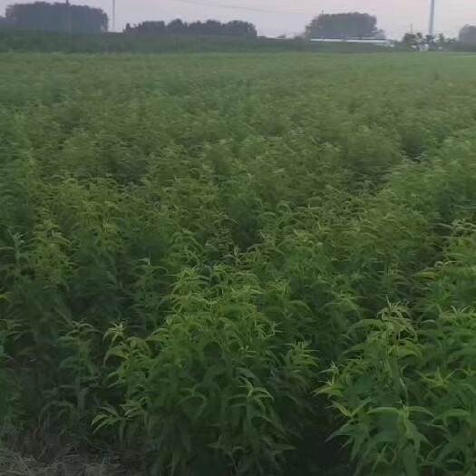 砀山县早油桃  油桃苗  黄桃苗  梨苗  苹果苗 等新品种