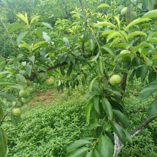 合江县脆红李
