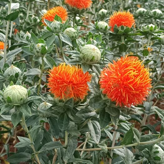 文山市云南滇红花