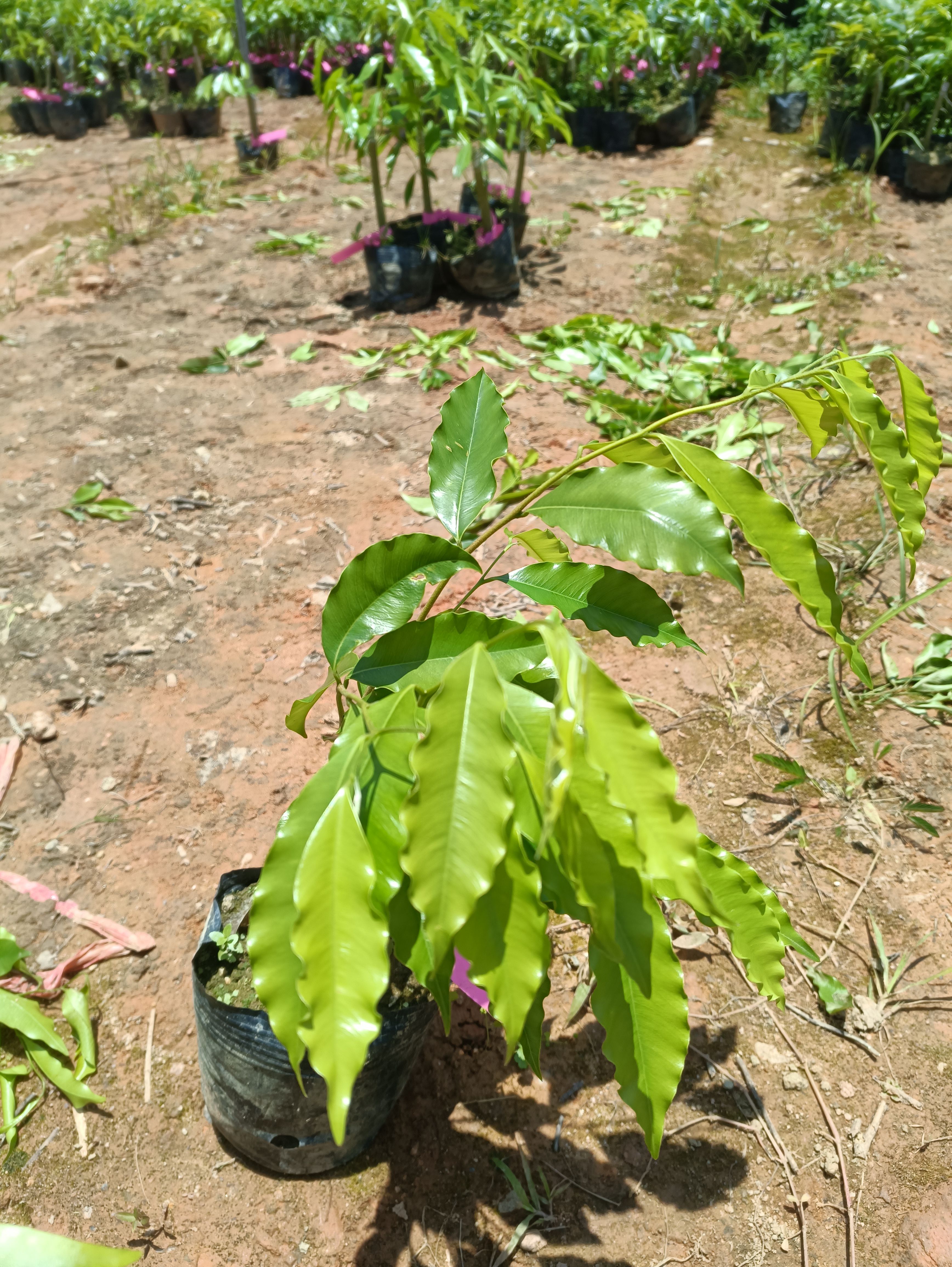 正宗第一代电白奇楠沉香苗，包结香，包出油，包回收。