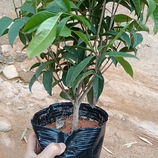 漳平市16-23杯四季桂花