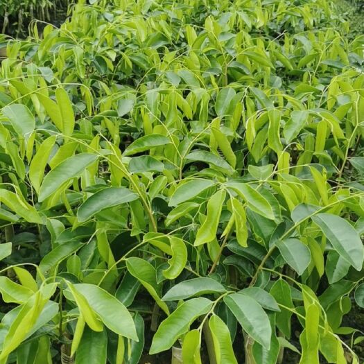 化州市沉香奇楠苗20至40公分