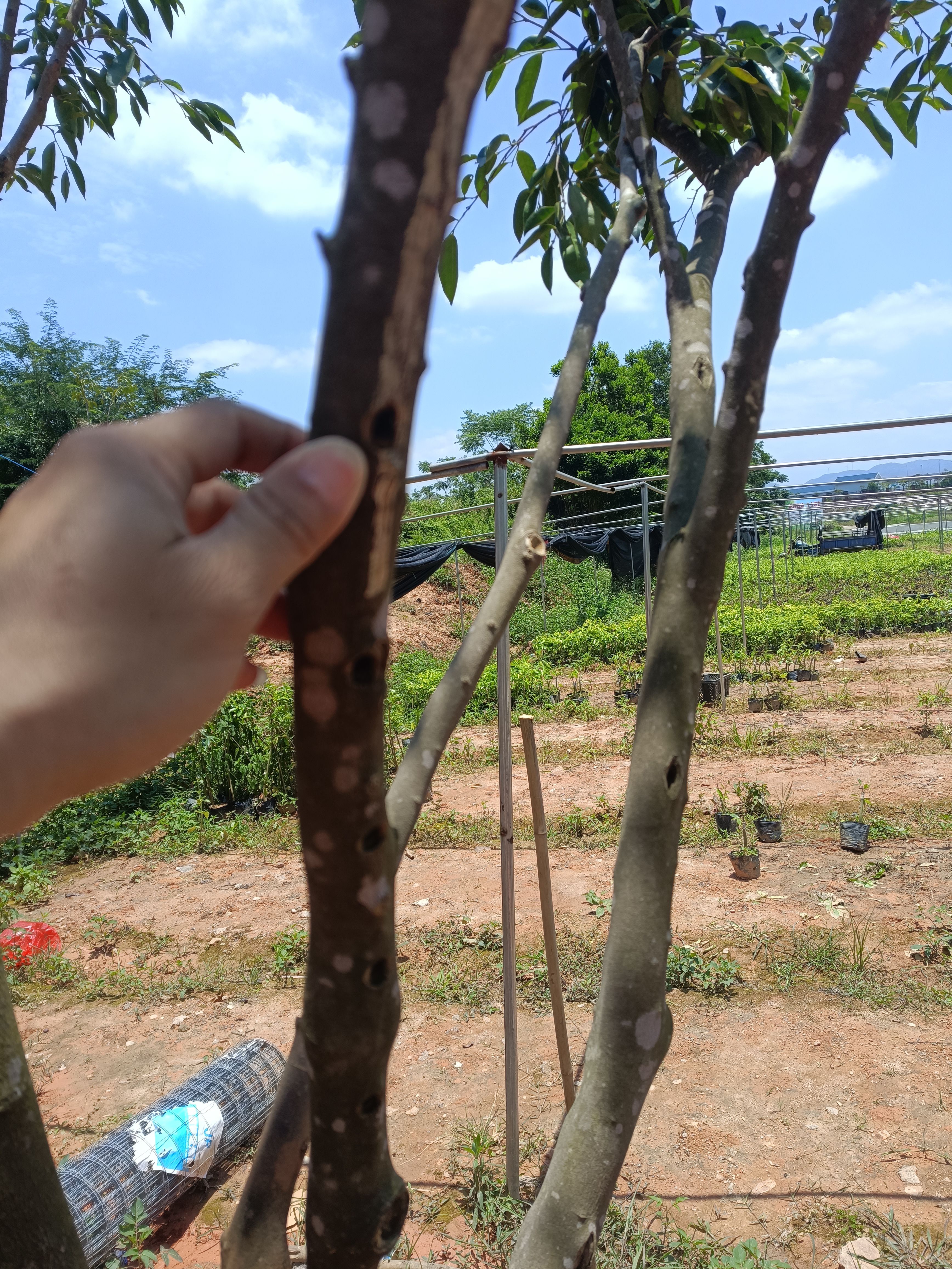 正宗第一代电白奇楠沉香苗，包结香，包出油，包回收。