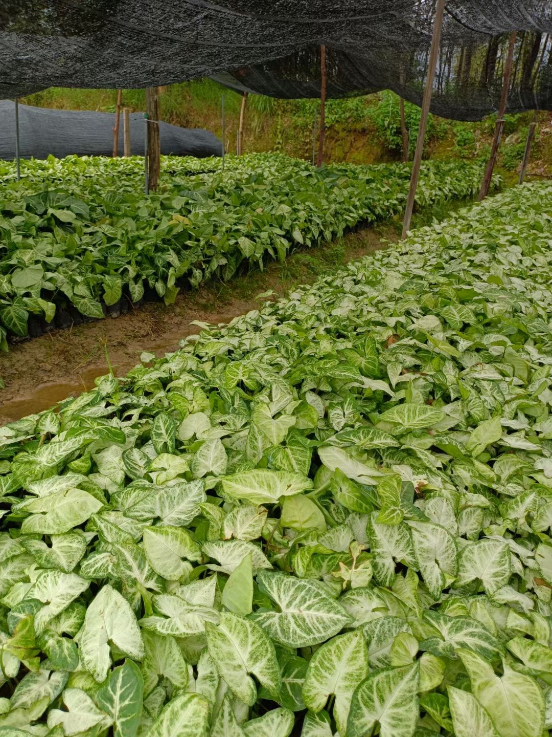 合果芋(白蝴蝶)阴生植物，适合桥底，大树底下，室内公园。。。