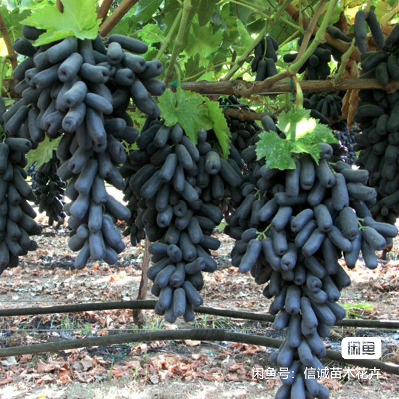 平邑縣孫令奇苗木種植有限公司
