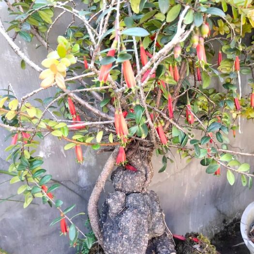 芒市树萝卜