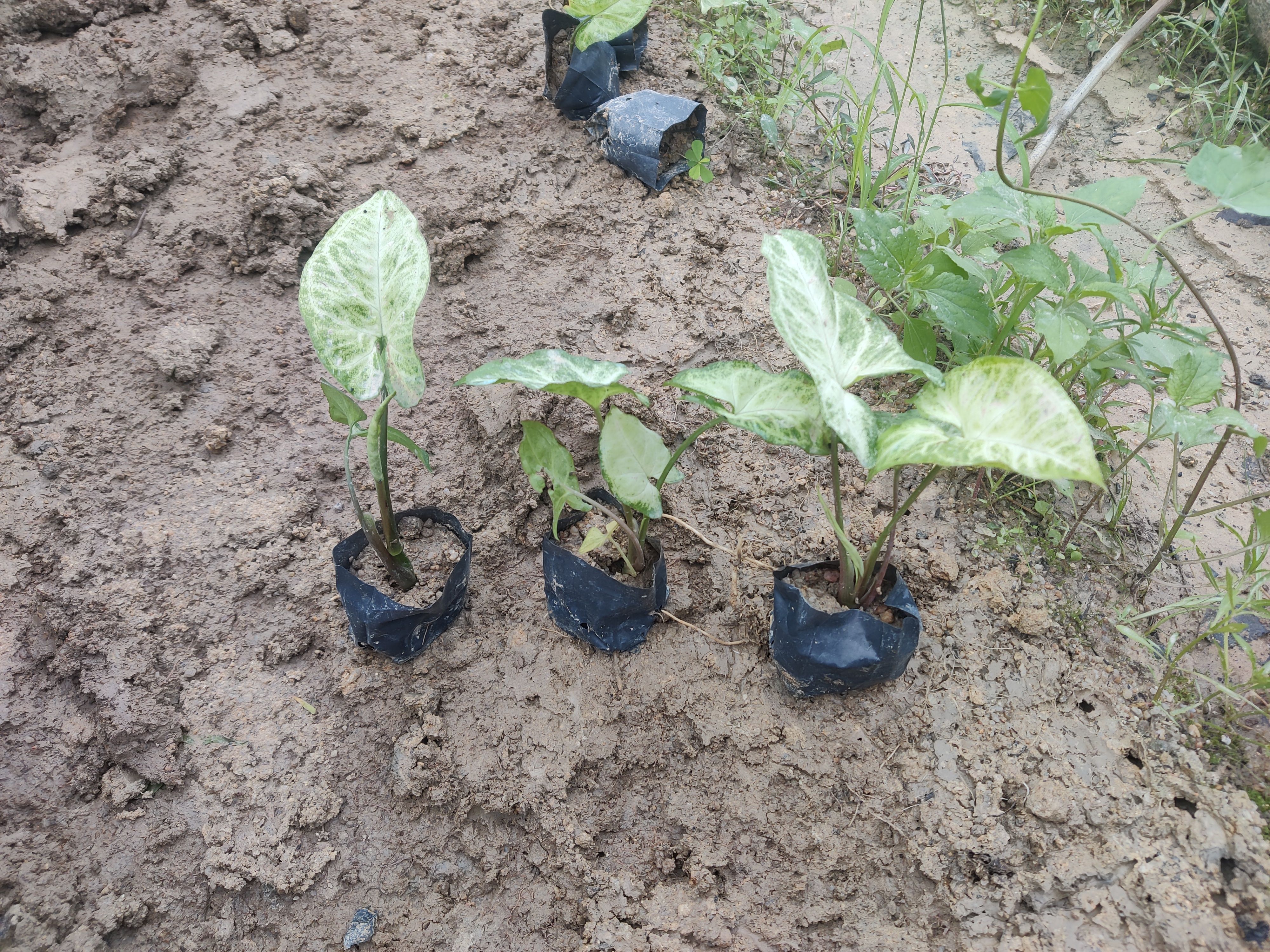 合果芋(白蝴蝶)阴生植物，适合桥底，大树底下，室内公园。。。