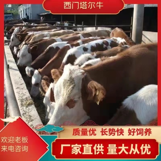 平阴县西门塔尔牛乳肉兼用型品种，质量优长势快好饲养属大型肉牛之一