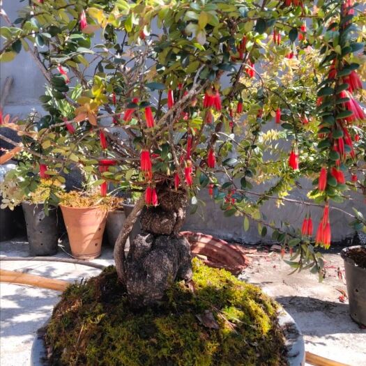 芒市树萝卜。吊金钟