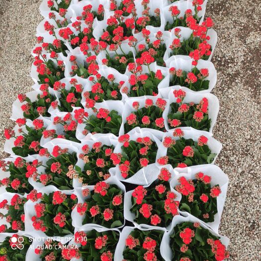 青州市优质长寿花，大量上市