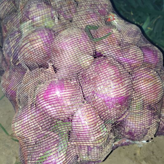 莘县红皮洋葱