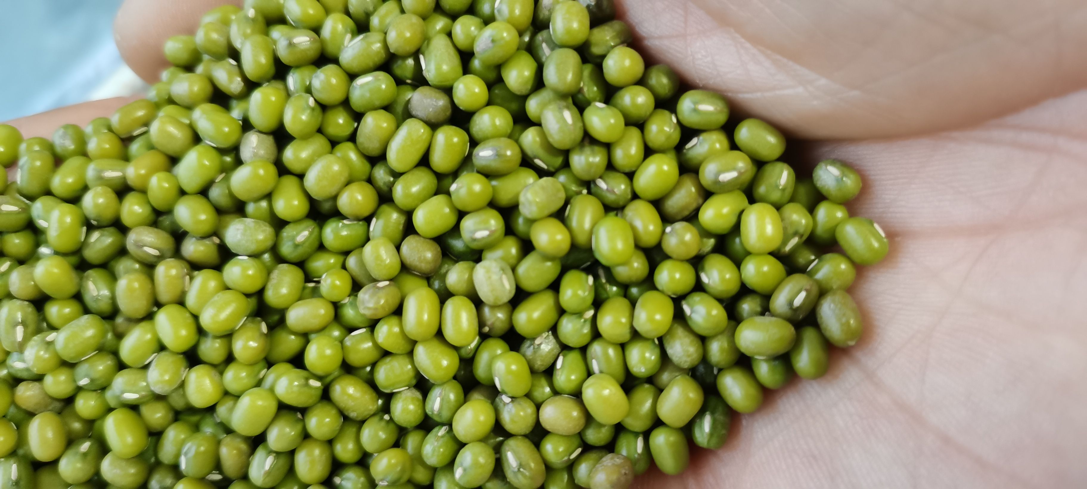 胶州市乌兹芽豆，22年新粮3.0-3.5，3.6-4.0