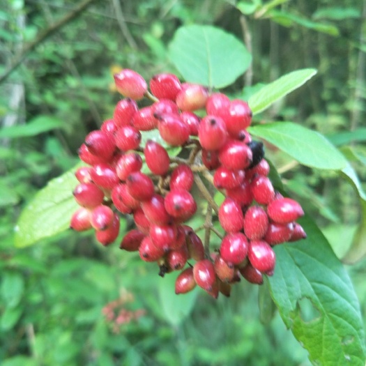 蓬安县荚蒾苗，五倍子伞状白花，果实红色，四季常绿，绿化盆栽好品种！