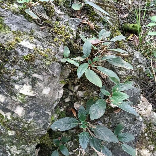 砚山县石上莲，石上苣苔藓