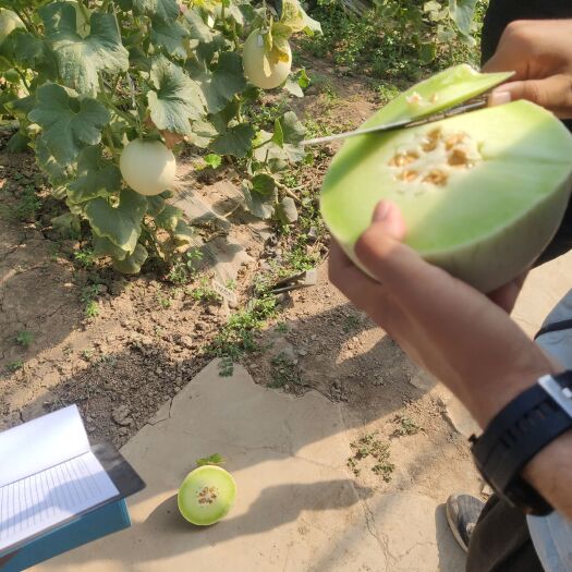 潍坊玉菇甜瓜苗