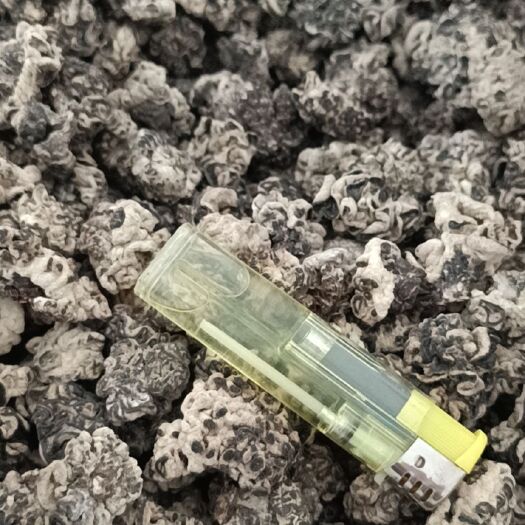 鱼台县猴脑菌核桃菌核桃菇玛咖菌玛卡菌松花菌鹿茸菌玛瑙菌猴脑耳