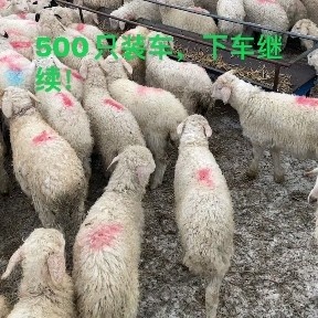 张北县张北羊苗35斤左右，母440