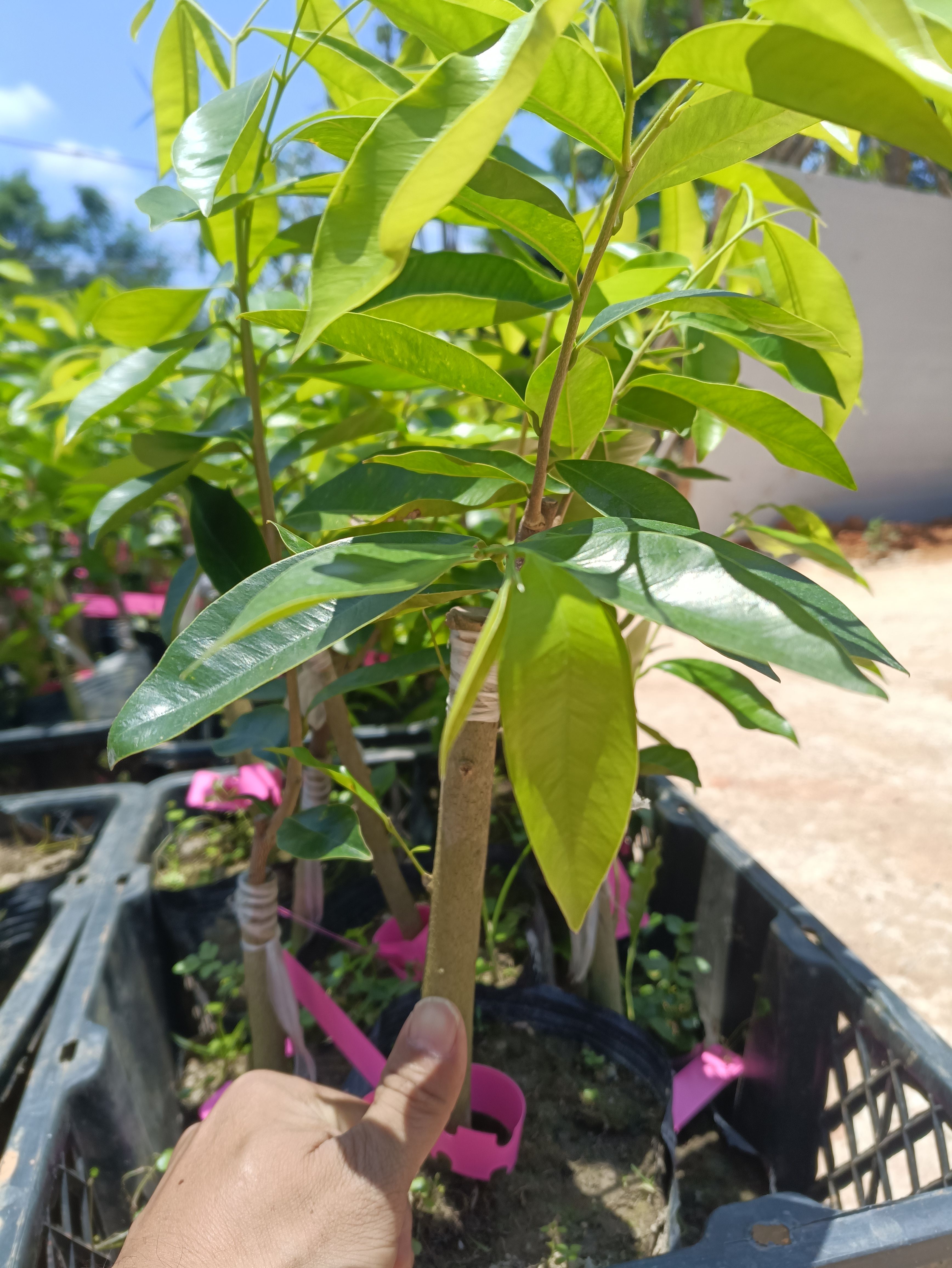 正宗第一代电白奇楠沉香苗，包结香，包出油，包回收。