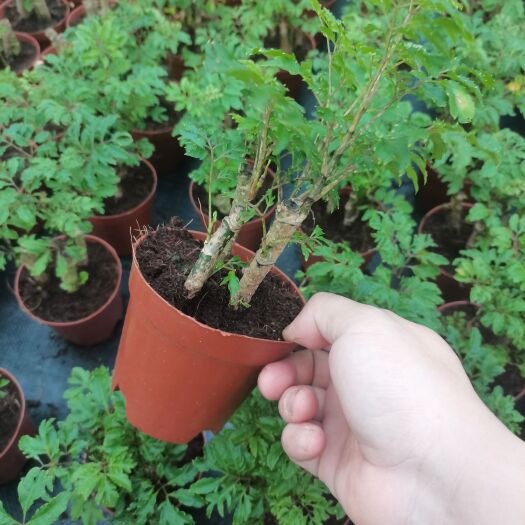 海口福禄桐，细叶福禄桐，小盆，大盆都有货