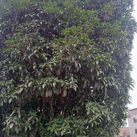 桂花树