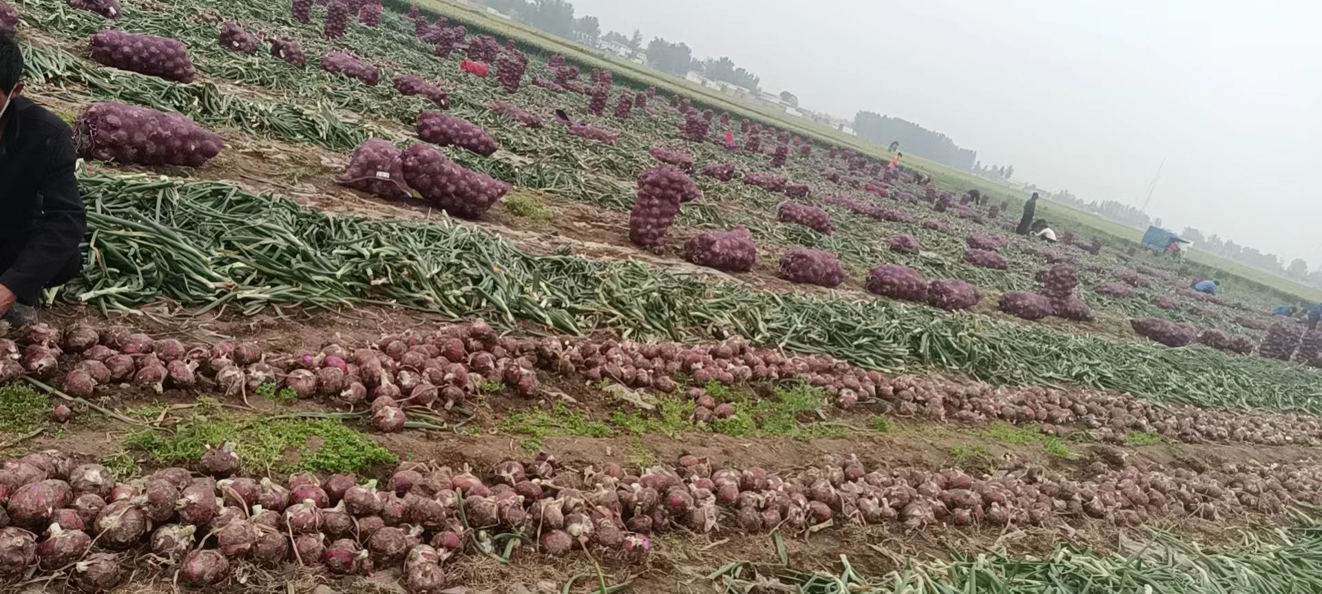 宁陵二红半高桩洋葱