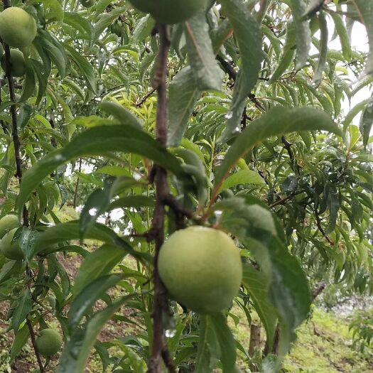 镇宁县六马蜂糖李