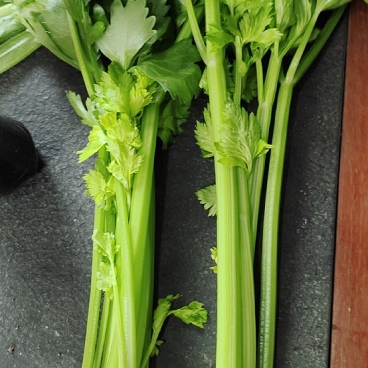 精品芹菜，西芹大芹菜，品种齐全支持各种包装定制产地直销