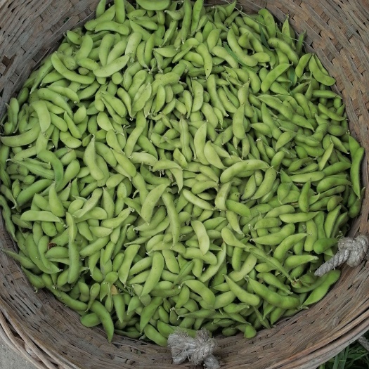 什邡市毛豆角
