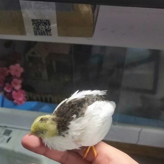 沈阳芦丁鸡孵化