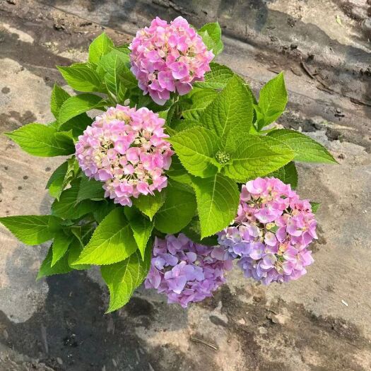 北京绿化无尽夏绣球170盆营养土