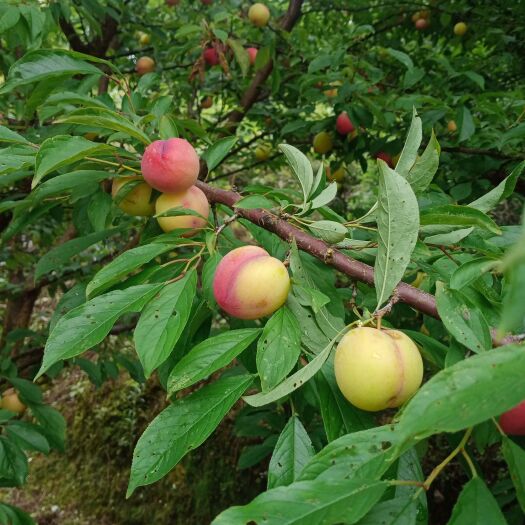 衡山县血桃