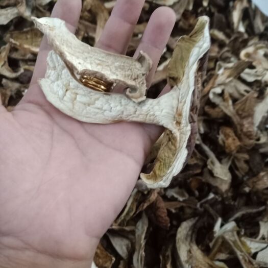 思茅美味牛肝菌_羊肝菌_干度好_颜色靓